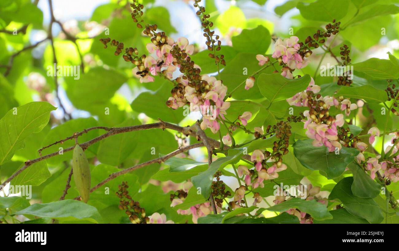 Beech Tree India Indian beech tree (Millettia pinnata), Plantae, Краби, Таиланд Stock ...