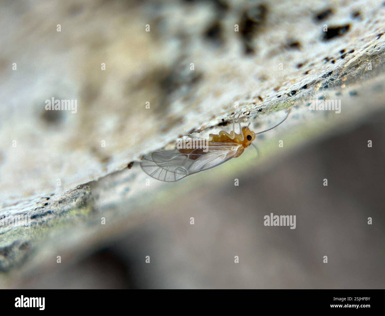 Barklice, Booklice, and Parasitic Lice (Psocodea), Insecta, Pecho Rd ...