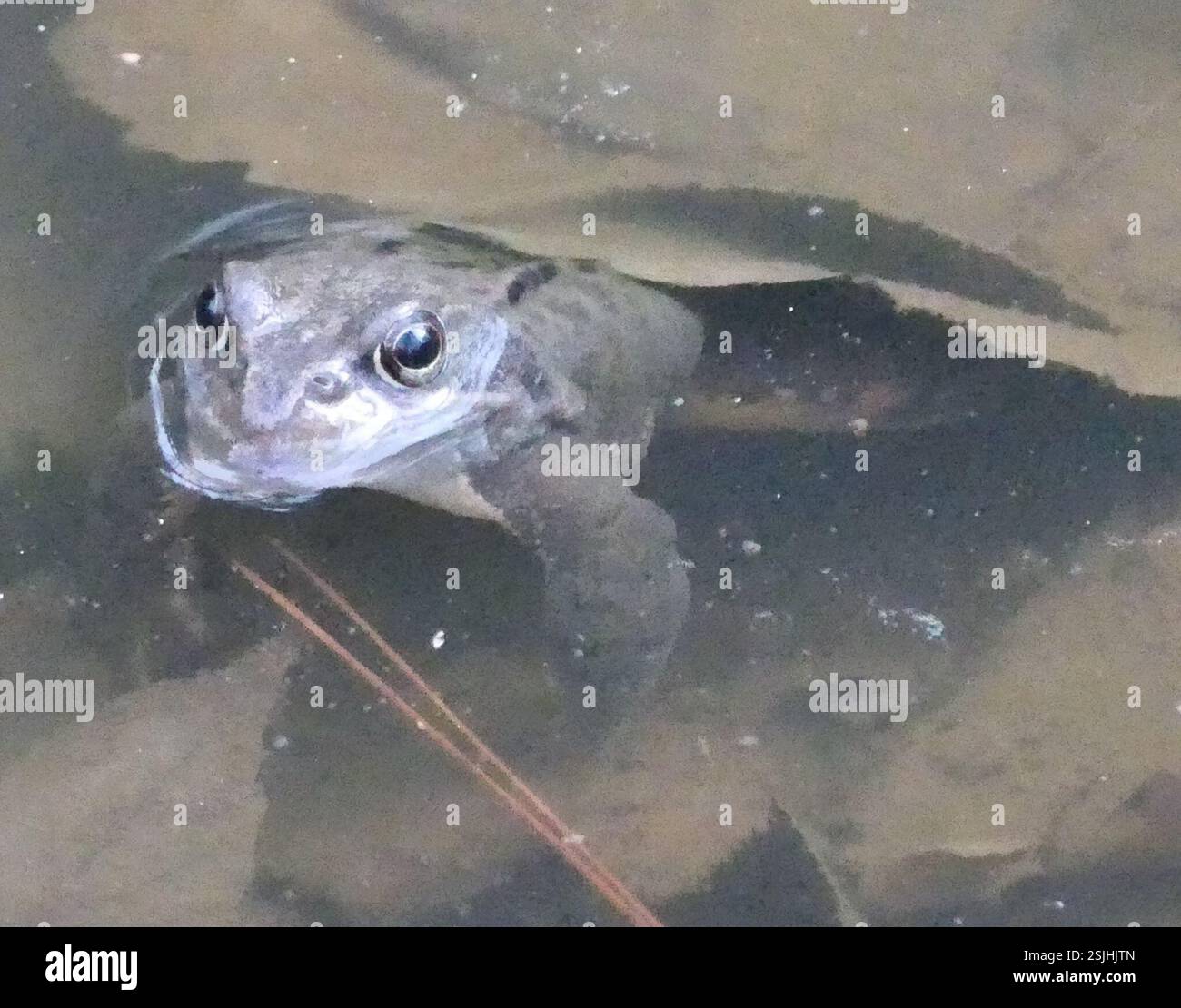 Sach Rana European Common Frog (Rana temporaria), Amphibia, Auerbach, Zwickau ...