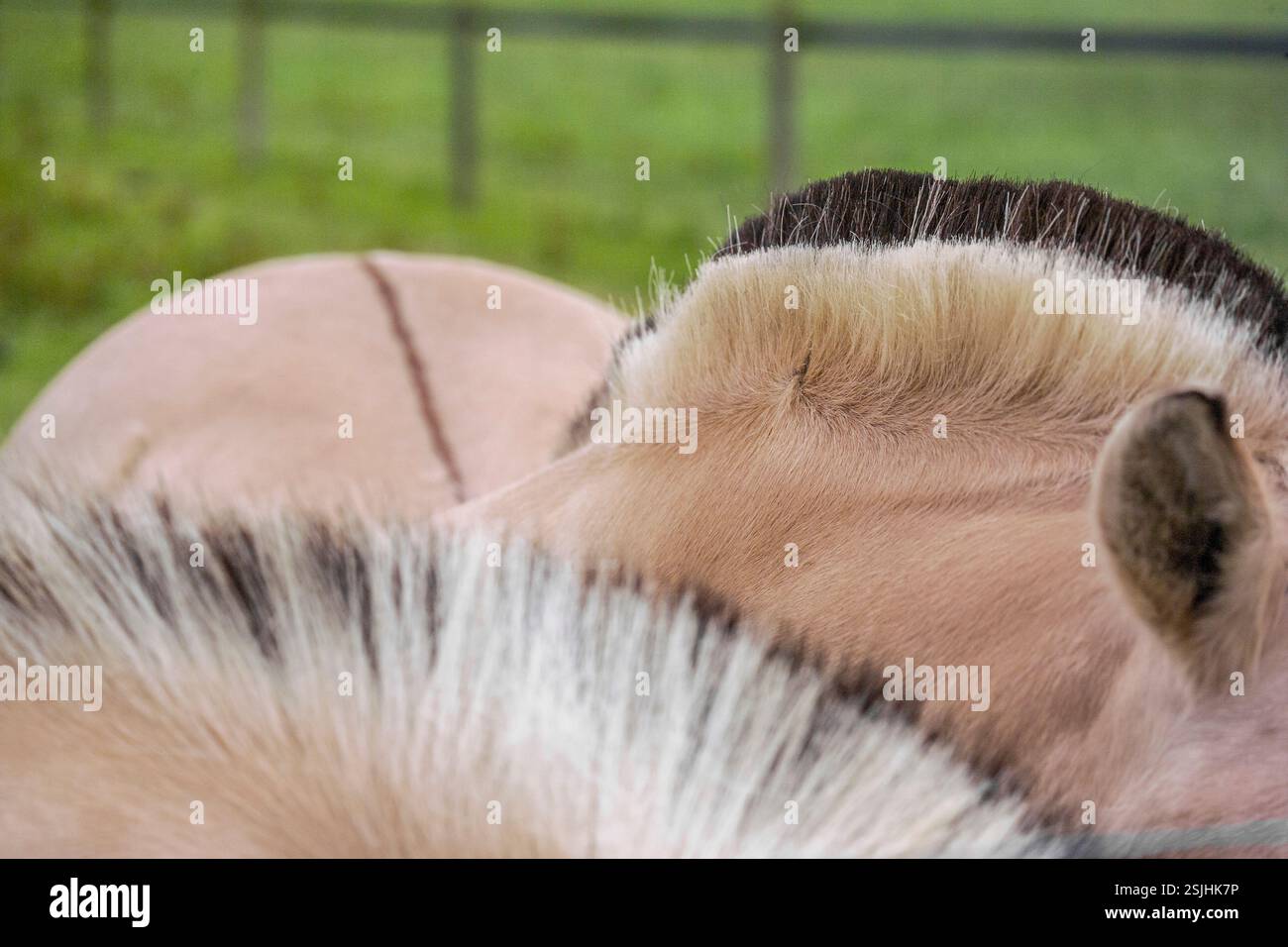 detail of trimmed mane and dun stripe of Norwegian Fjord horses Stock Photo