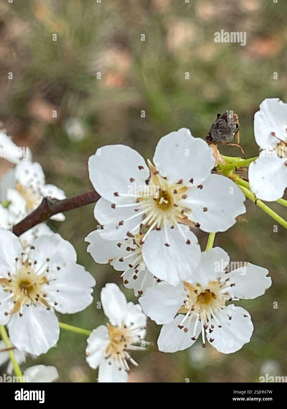Hog Plum (Prunus umbellata), Plantae, Leon, Florida, United States, St ...