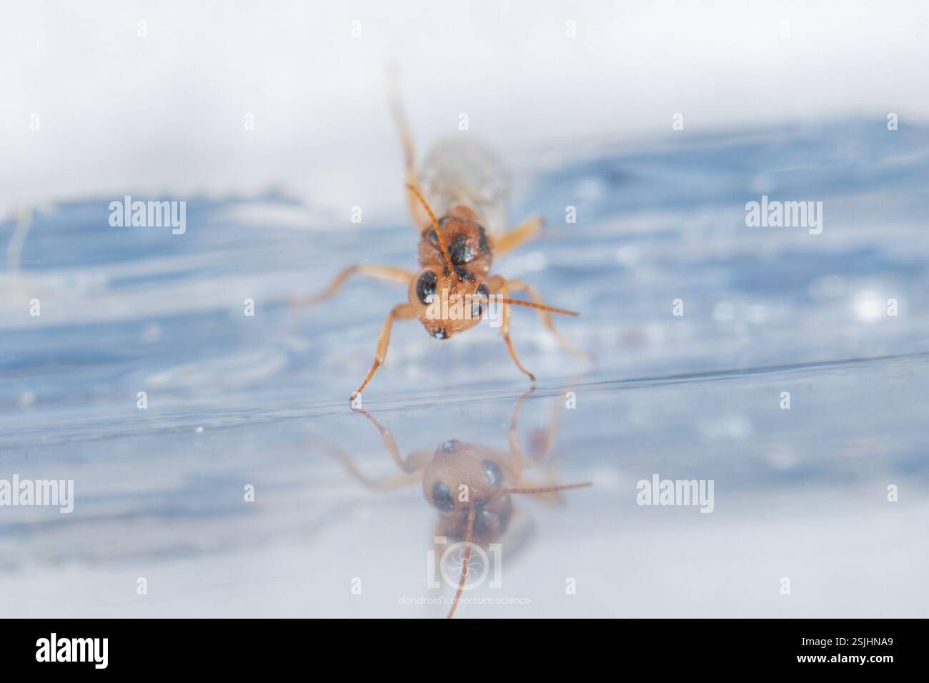Gall Wasps (Cynipidae), Insecta, Chimney Lakes, Jacksonville, FL, USA ...