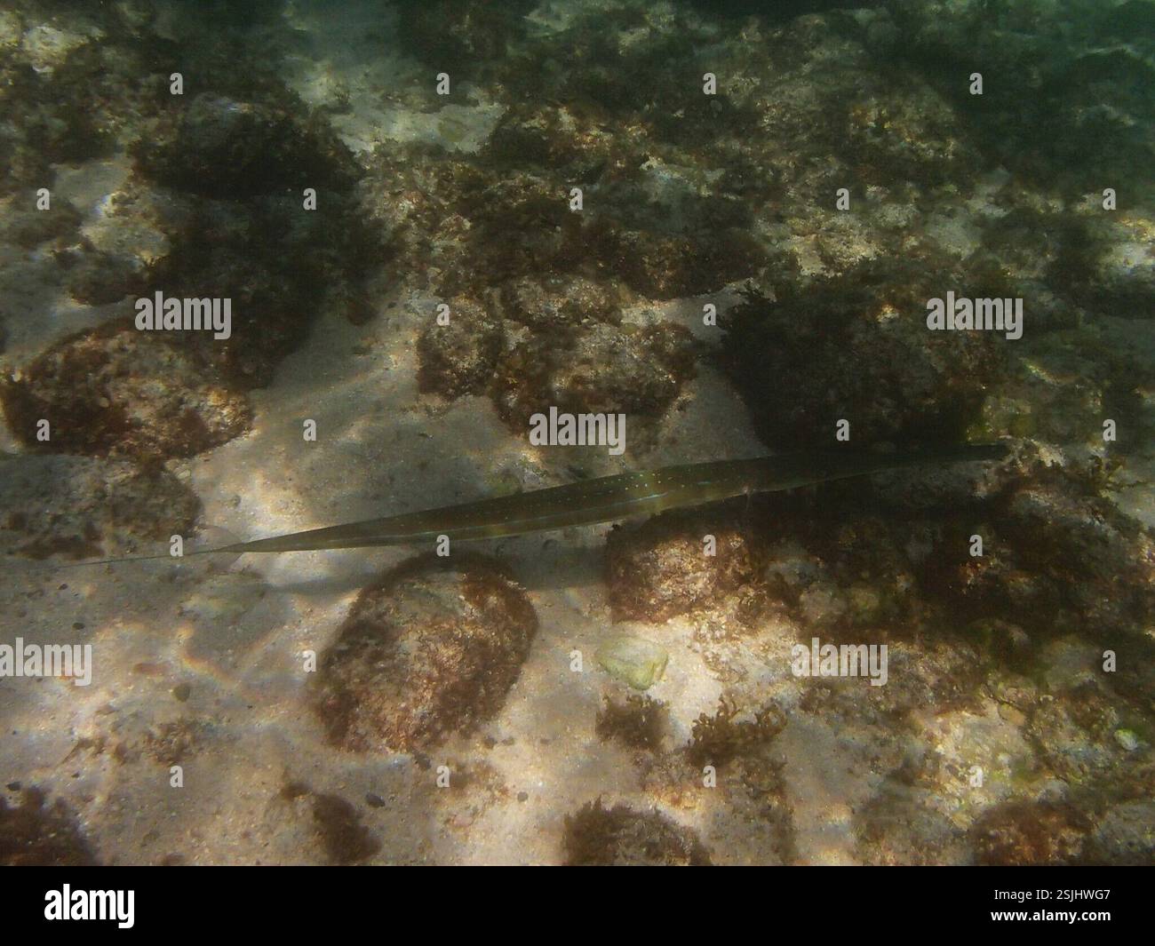 Blue-spotted Cornetfish (Fistularia commersonii), Actinopterygii, La ...