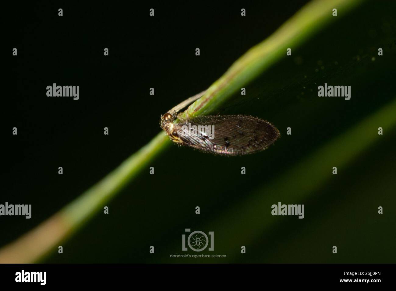 (Sympherobius occidentalis), Insecta, Chimney Lakes, Jacksonville, FL ...