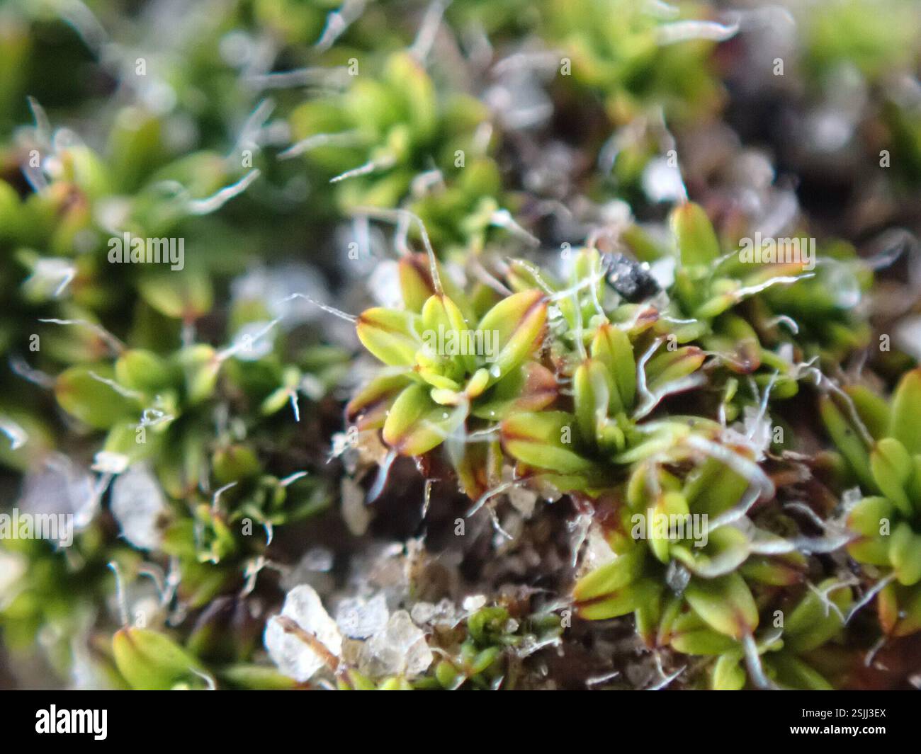 Steppe Screw-Moss (Syntrichia caninervis), Plantae, Palm Springs, CA, USA,  moist fine soil bank Stock Photo - Alamy
