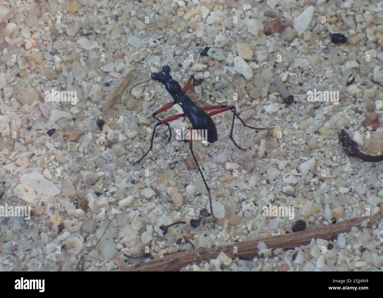 Elongated Tiger Beetle (Tricondyla annulicornis), Insecta, Ko Phra ...