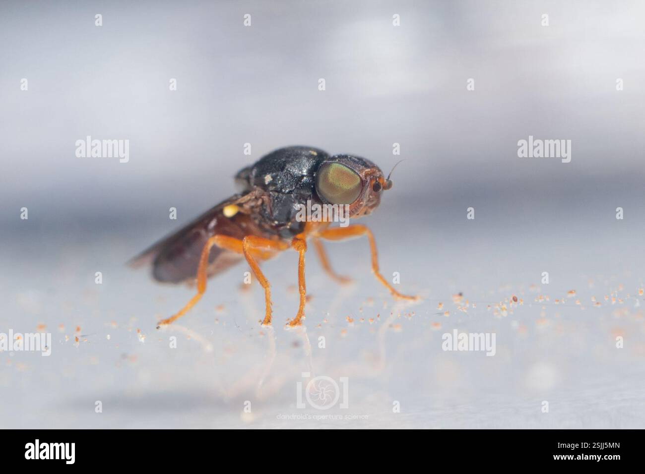 Frit Flies (Chloropidae), Insecta, Chimney Lakes, Jacksonville, FL, USA ...