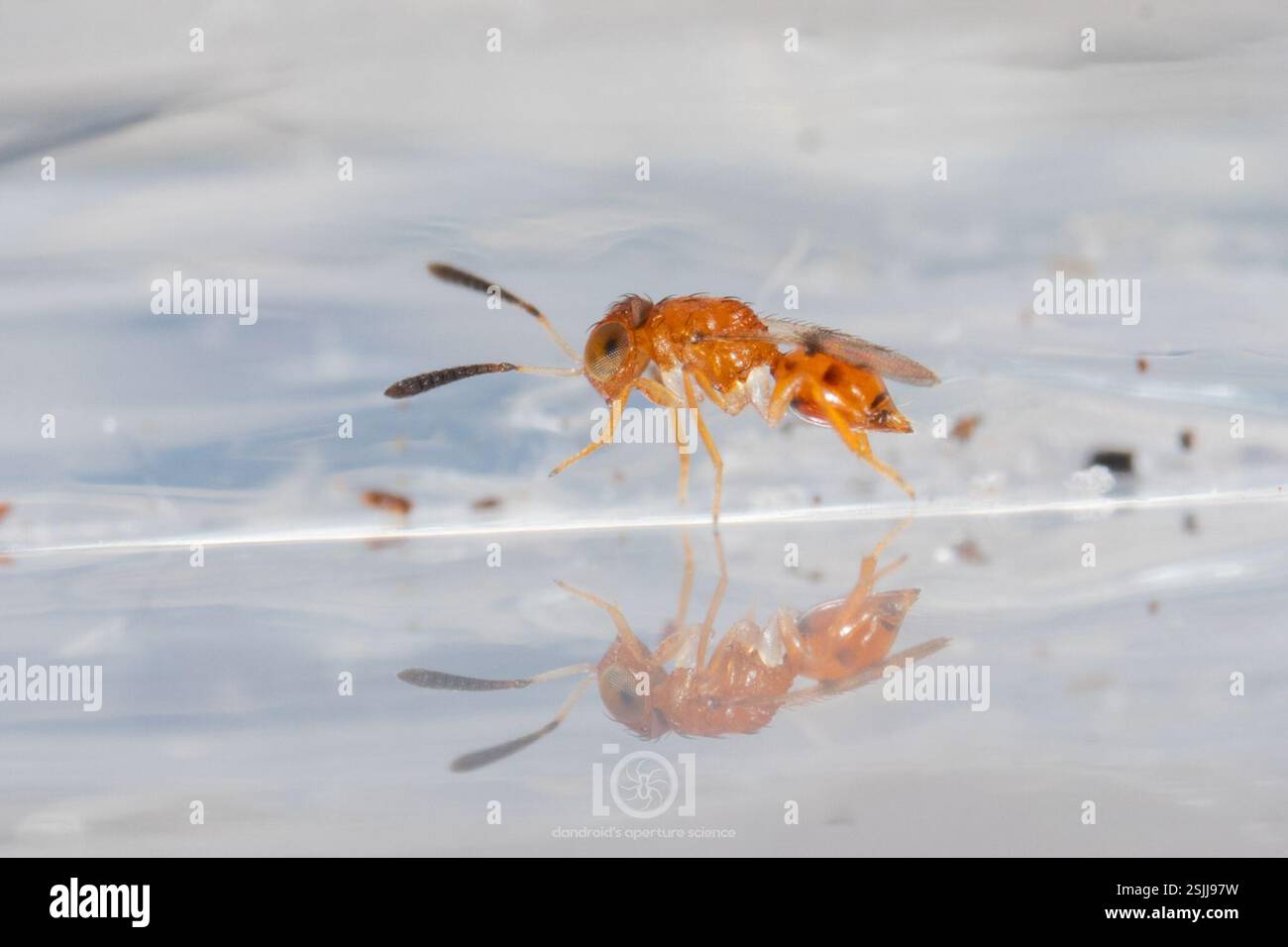(Netomocera meridionalis), Insecta, Chimney Lakes, Jacksonville, FL ...