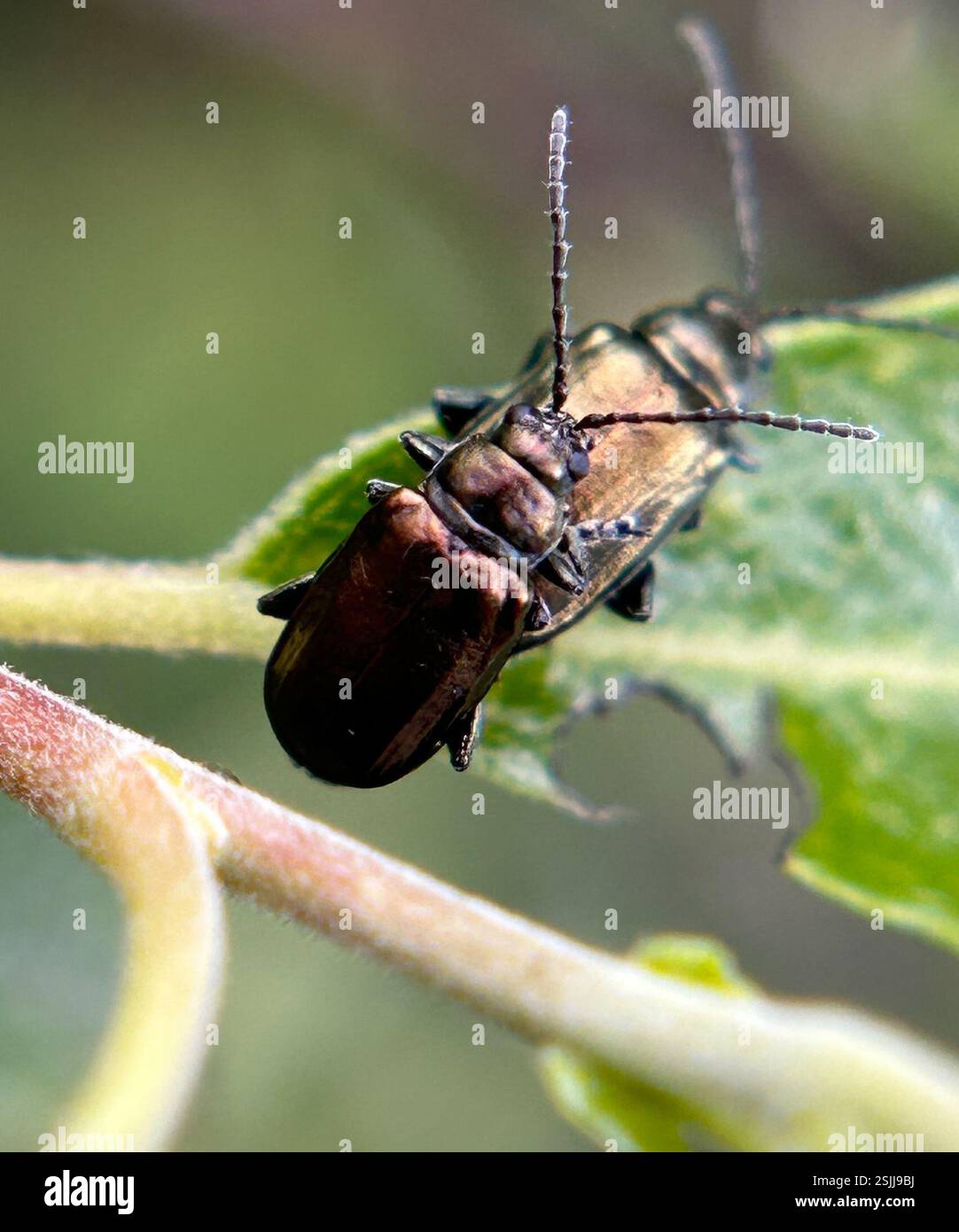 (Altica prasina), Insecta, Los Osos Oaks State Natural Reserve, Los ...