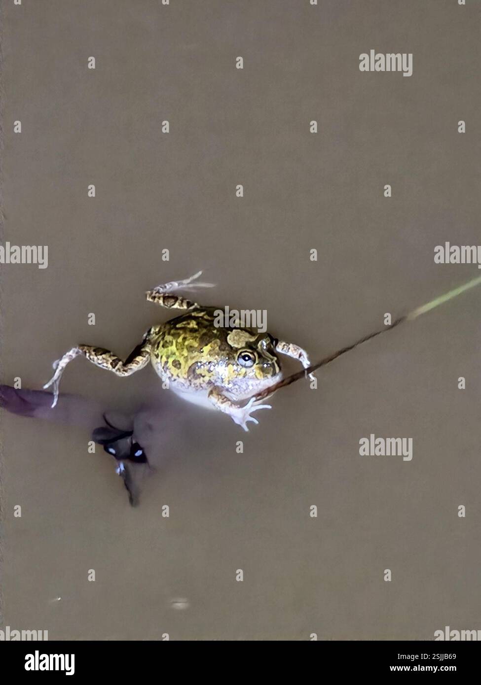 Ornate Burrowing Frog (Platyplectrum ornatum), Amphibia, Bouldercombe ...