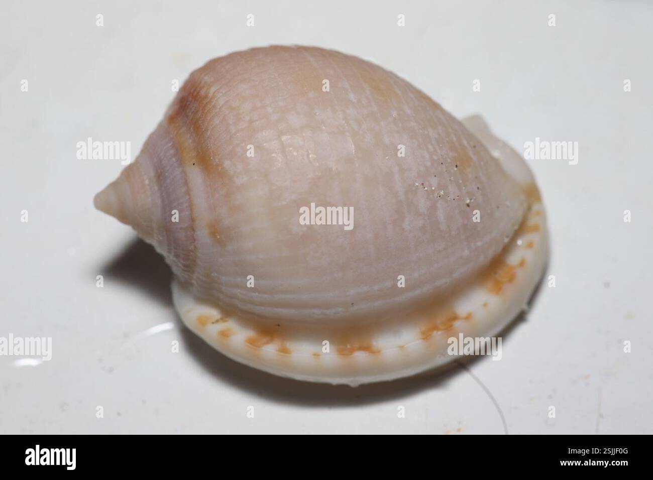 Scotch Bonnet Snail (Semicassis granulata), Mollusca, Praia dos ...