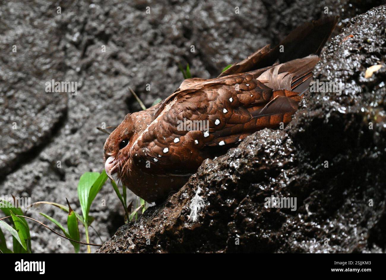 Oilbird Oilbird (Steatornis caripensis), Aves, Chontal - Oilbird Cave ...