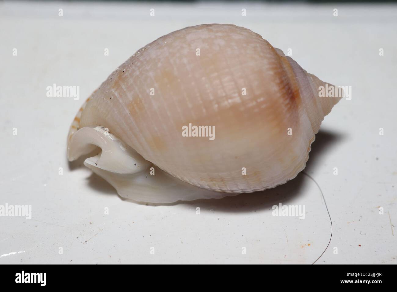 Scotch Bonnet Snail (Semicassis granulata), Mollusca, Praia dos ...