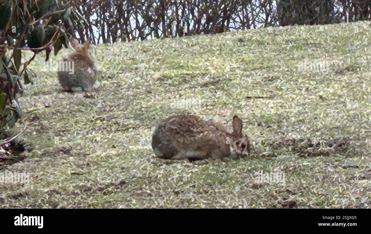 Eastern Cottontail (Sylvilagus floridanus), Mammalia, Hillside Rd ...