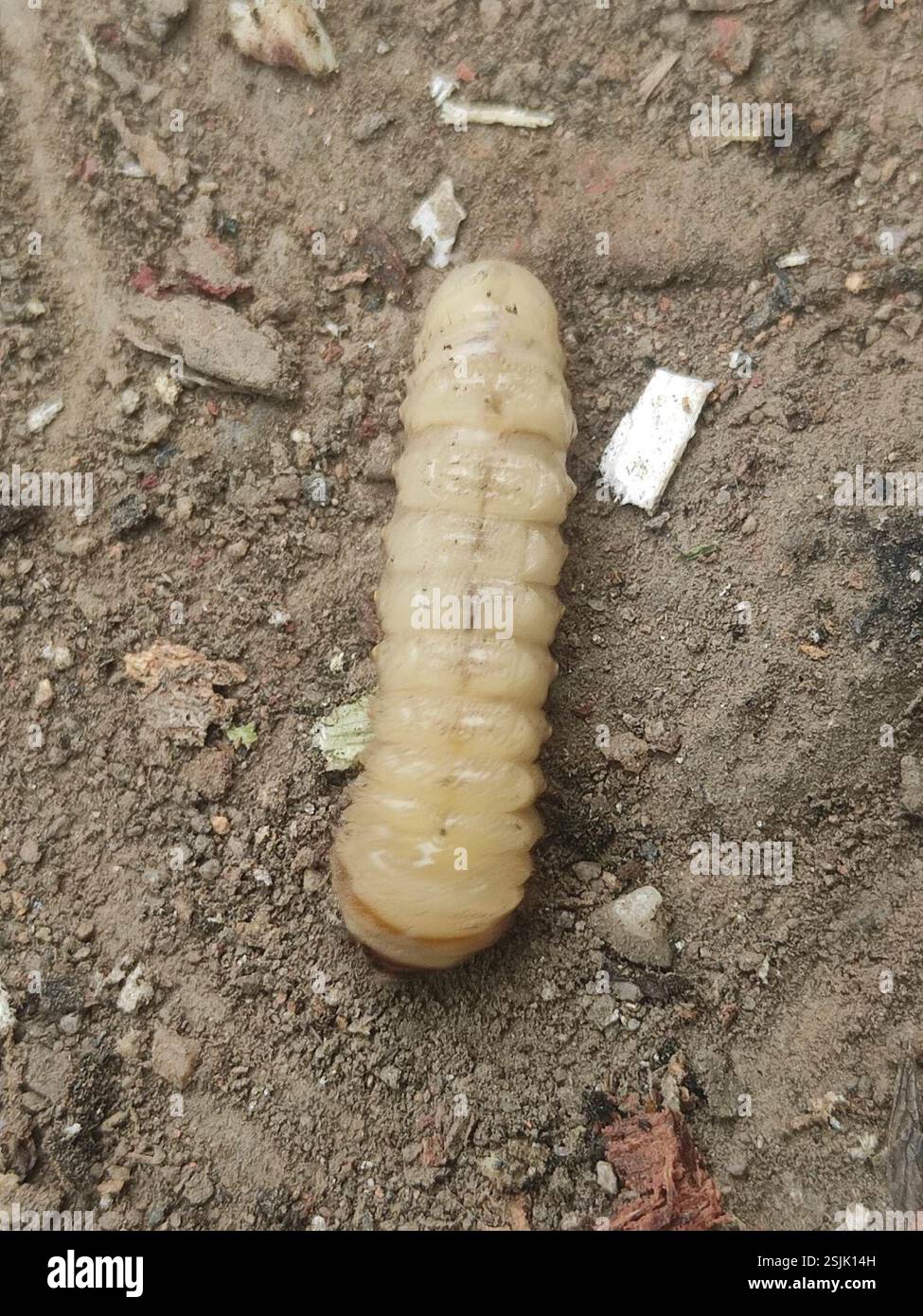 Mango Stem Borer (Batocera rufomaculata), Insecta, Kawkareik, Larva ...