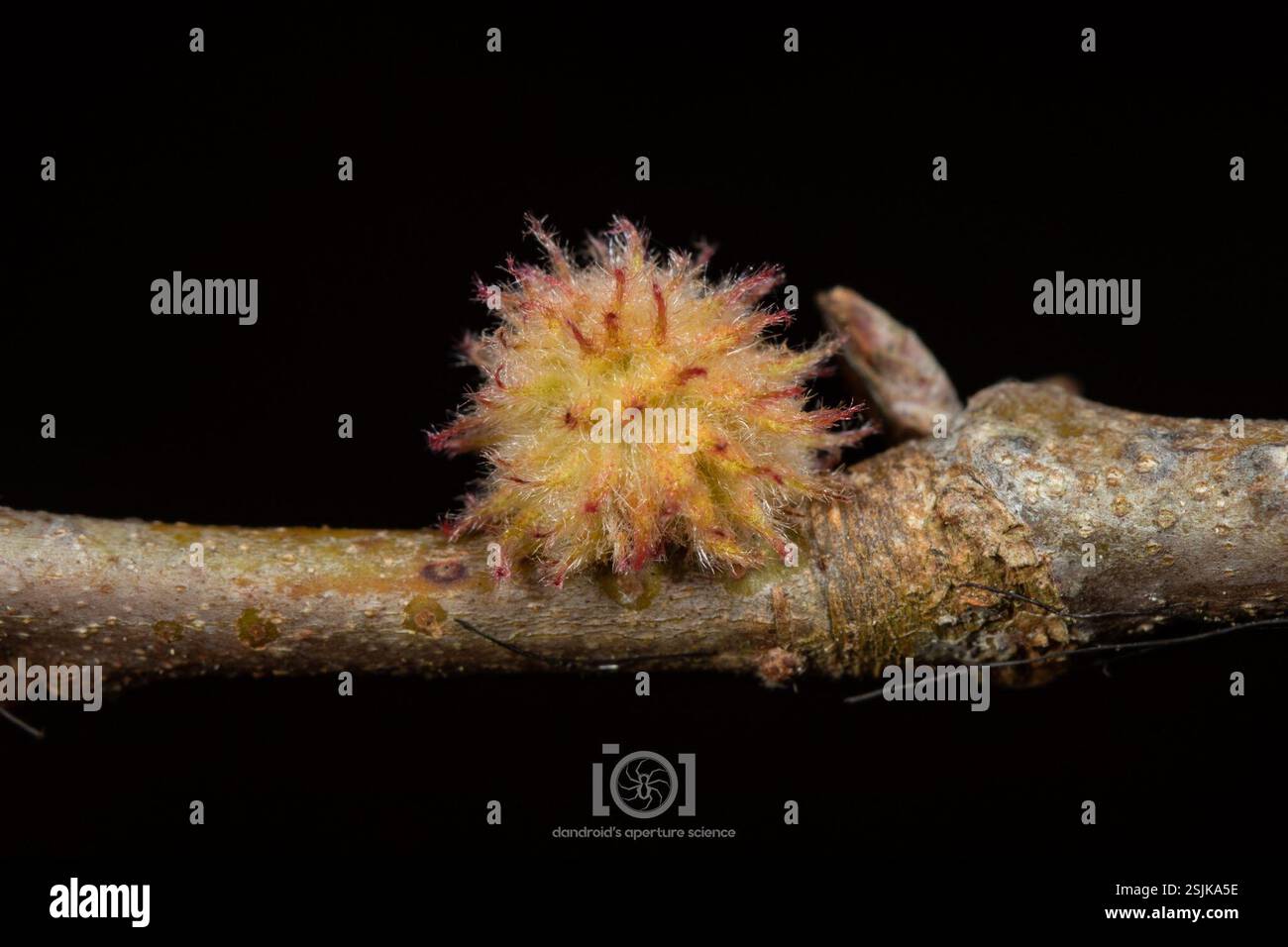 (Dryocosmus floridensis), Insecta, Chimney Lakes, Jacksonville, FL, USA ...