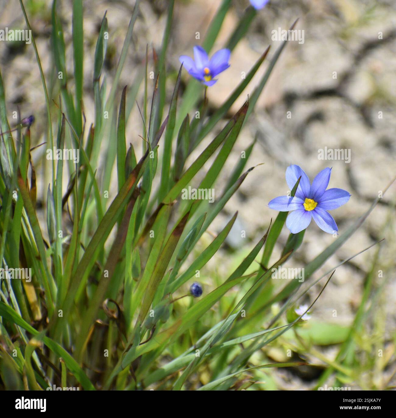 Roadside Blue-eyed Grass (Sisyrinchium pruinosum), Plantae, Blue Ridge ...