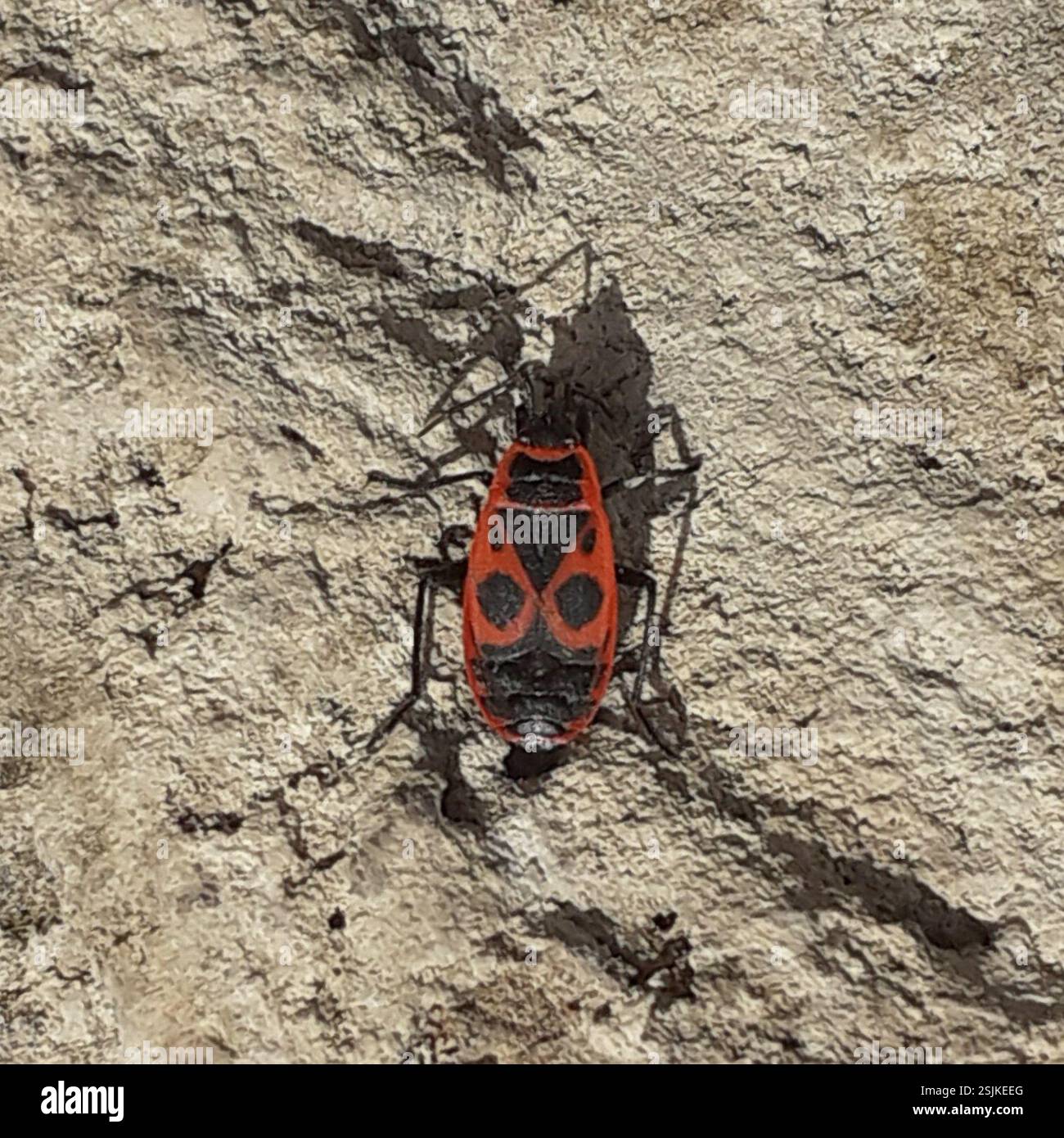 European Firebug (Pyrrhocoris apterus), Insecta, Bonarka, Kraków ...
