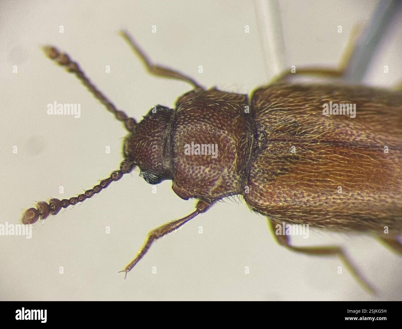 (Cryptophagus), Insecta, 37130 Cinq-Mars-la-Pile, France Stock Photo ...