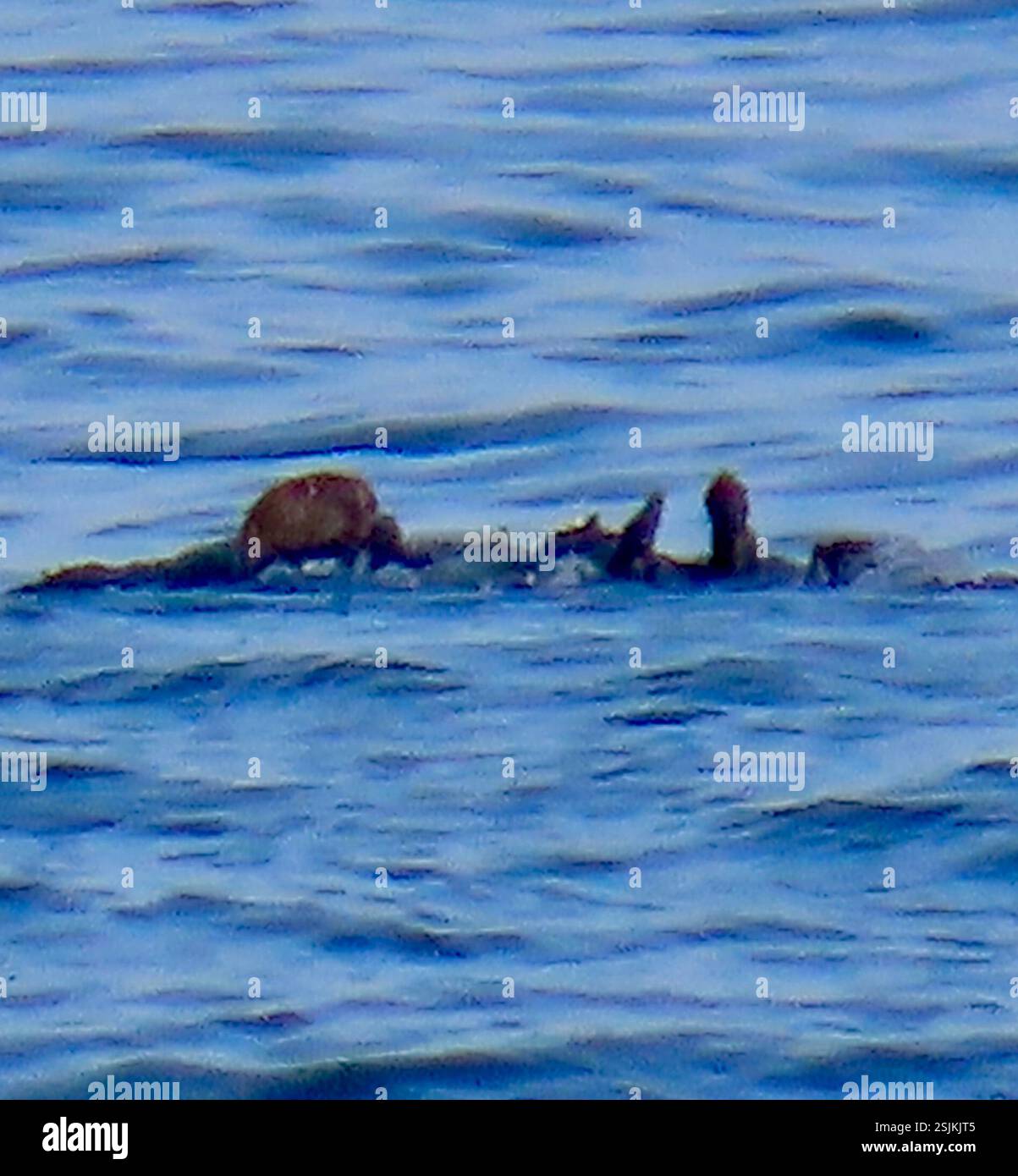 Southern Sea Otter (Enhydra lutris nereis), Mammalia, California, US ...