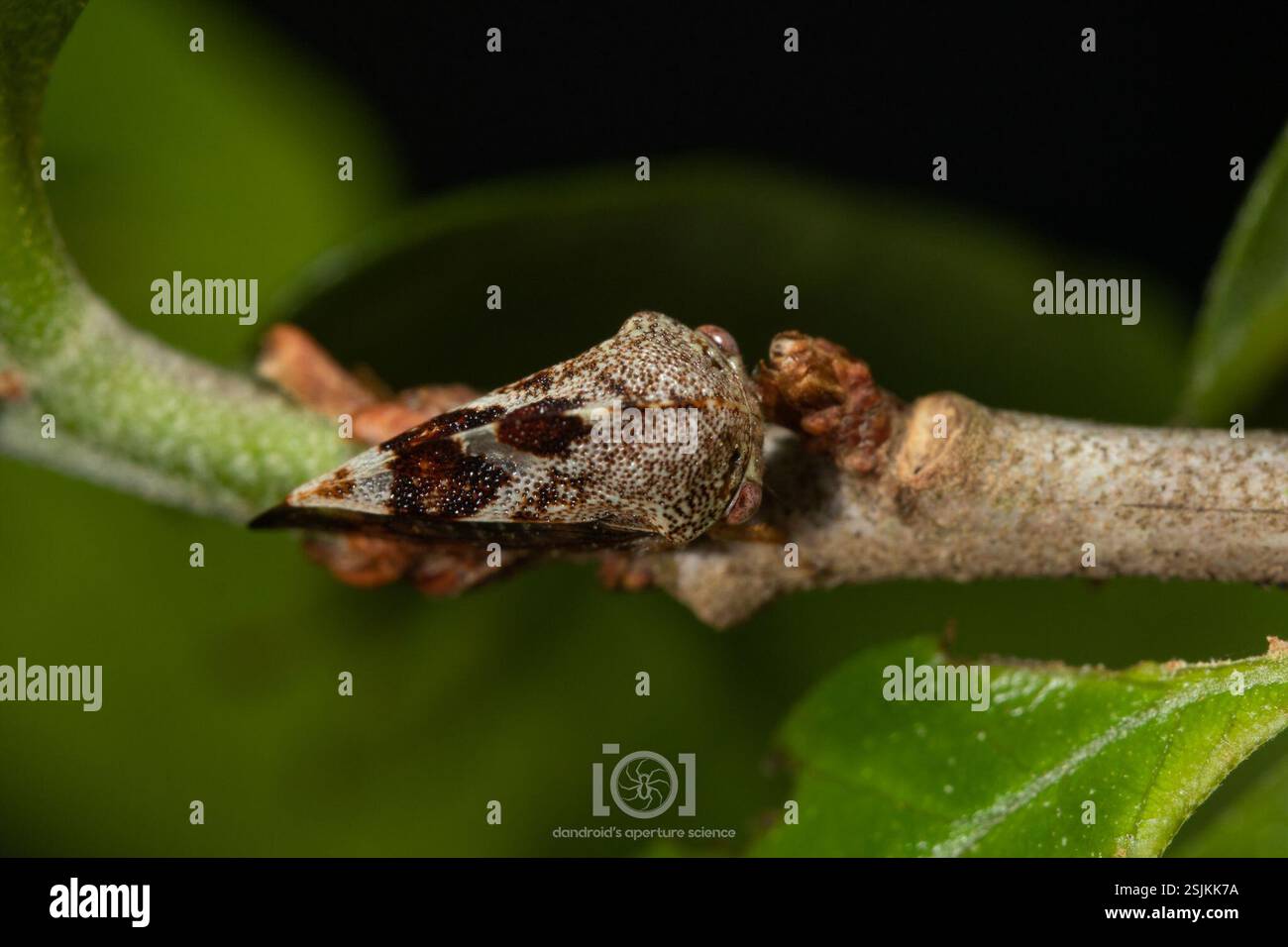 (Cyrtolobus tuberosus), Insecta, Chimney Lakes, Jacksonville, FL, USA ...