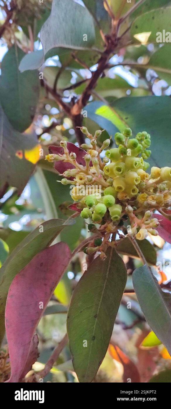 Texas madrone (Arbutus xalapensis), Plantae, 46993 Jal., México Stock ...
