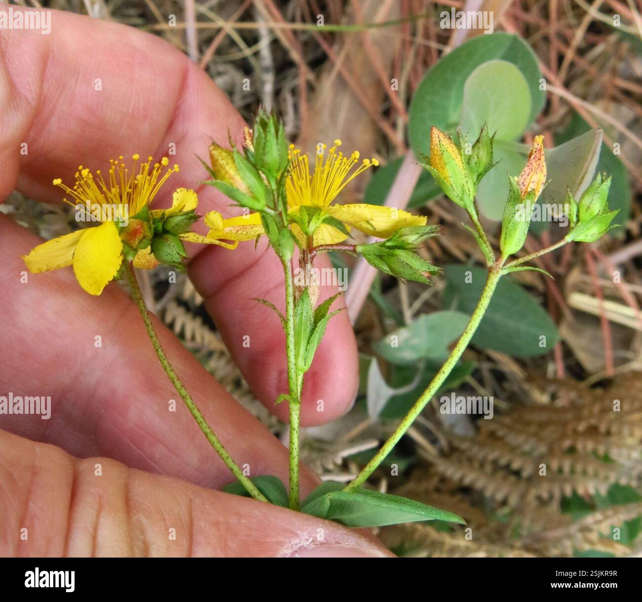 Small Hypericum small Hypericum (Hypericum aethiopicum), Plantae, Giants Castle Game ...