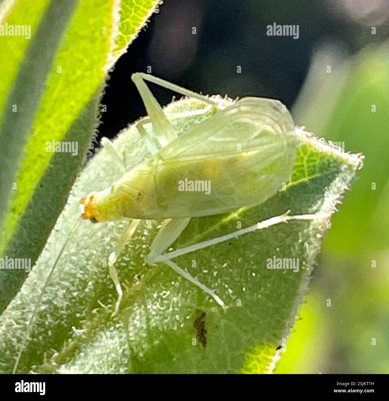 Common Tree Crickets (Oecanthus), Insecta, Ventana Wilderness, Carmel ...