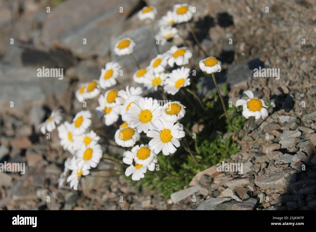 Alpine Moon-daisy (Leucanthemopsis alpina), Plantae, 1945 Liddes ...