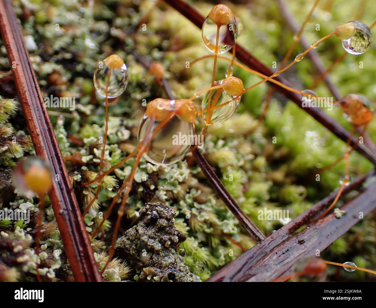 mosses (Bryophyta), Plantae, Bayyo, Bontoc, Mountain Province ...