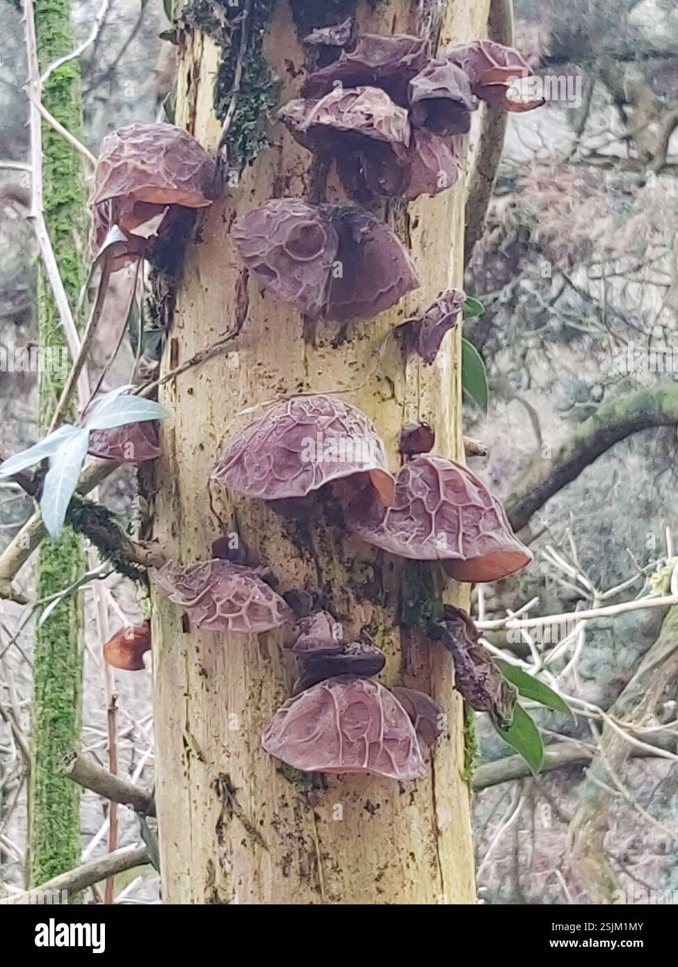 Jelly Ear Auricularia Auricula judae Fungi Oldland Common Bristol jelly-ear-auricularia-auricula-judae-fungi-oldland-common-bristol