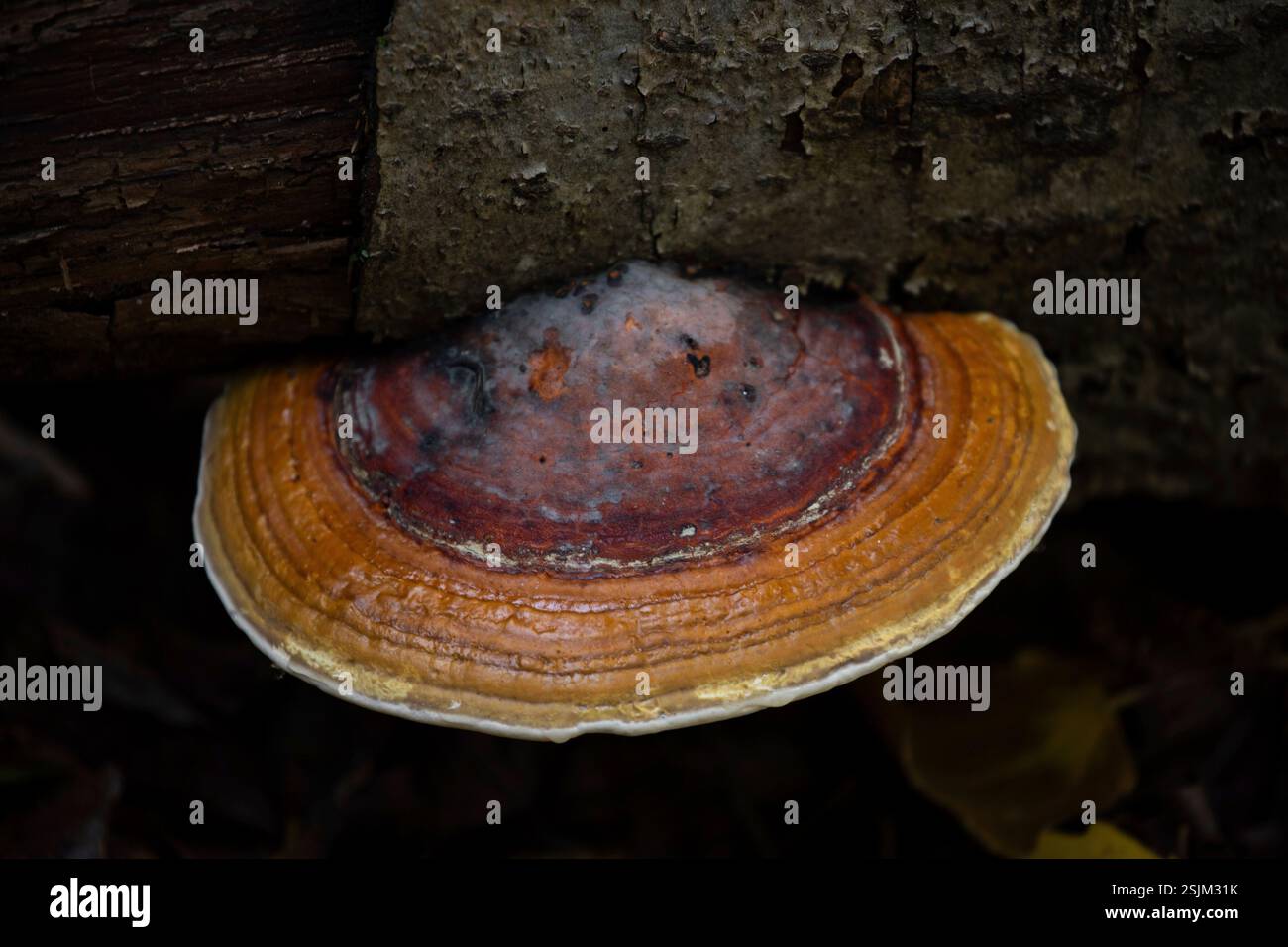 Red belted bracket fungus (Fomitopsis pinicola) growing on tree trunk ...