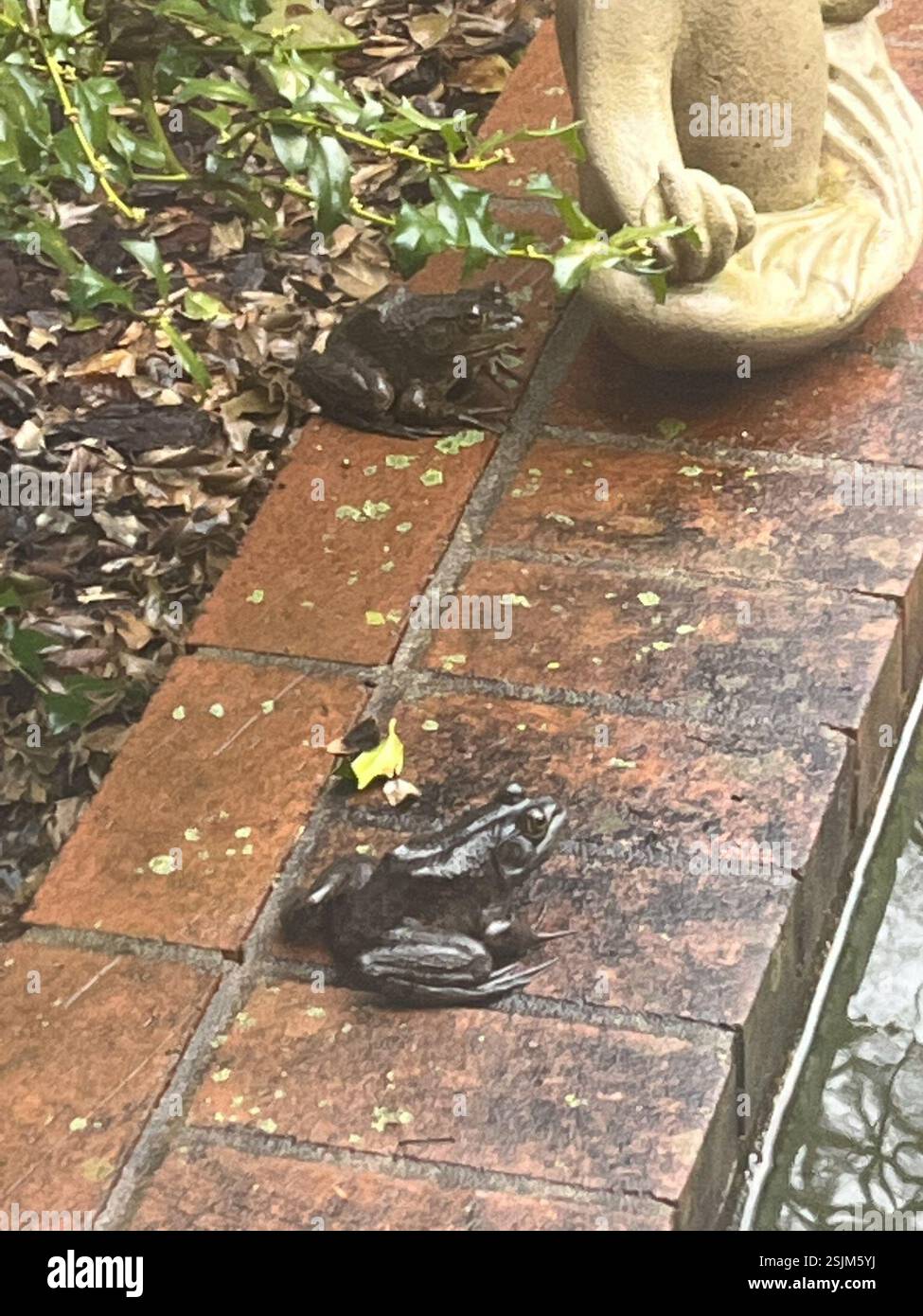 American Bullfrog (Lithobates catesbeianus), Amphibia, Providence Rd ...