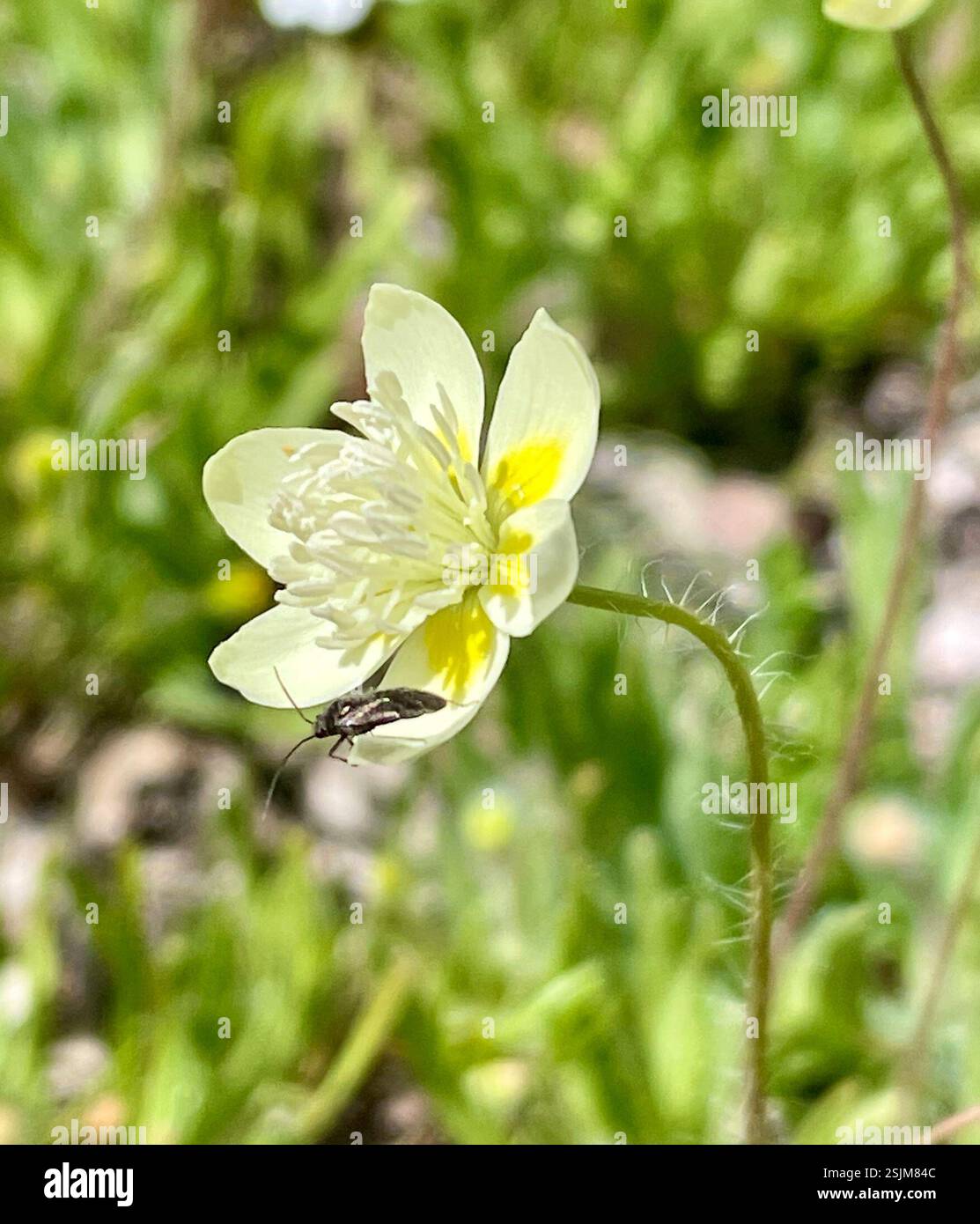 creamcups (Platystemon californicus), Plantae, Hain Wilderness ...