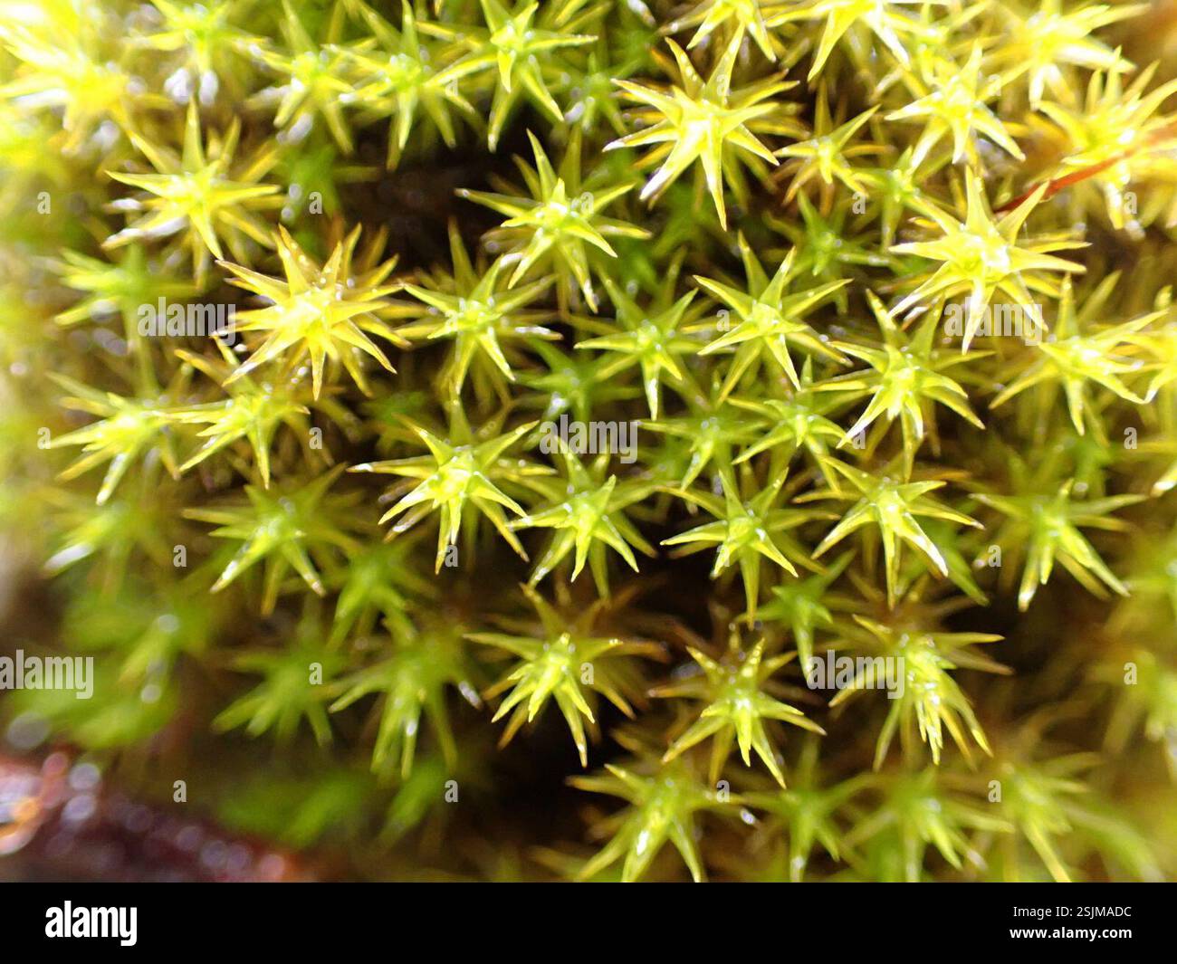 mosses (Bryophyta), Plantae, Bayyo, Bontoc, Mountain Province ...