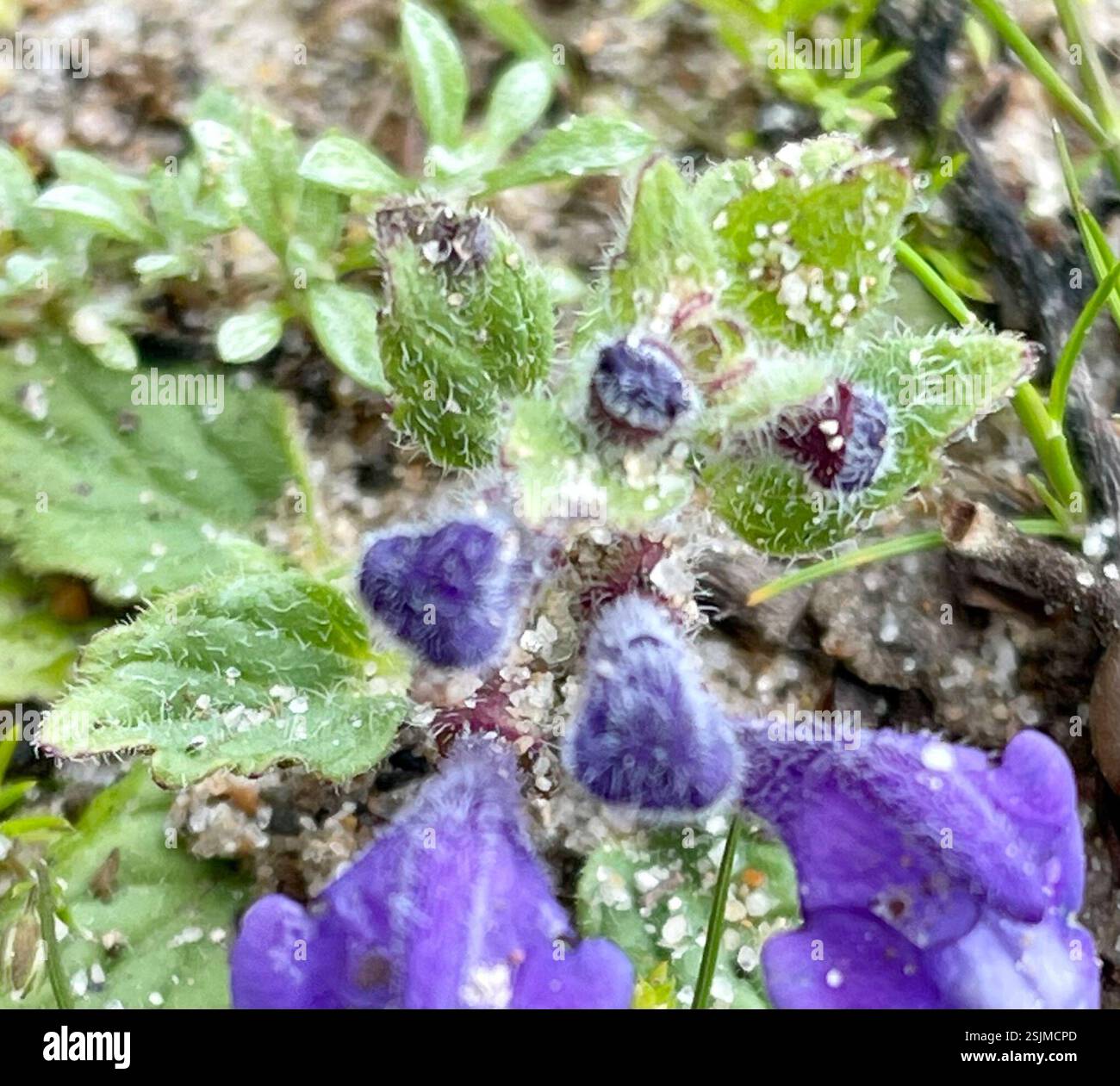 blue skullcap (Scutellaria tuberosa), Plantae, Seaside, CA, US, Link to ...