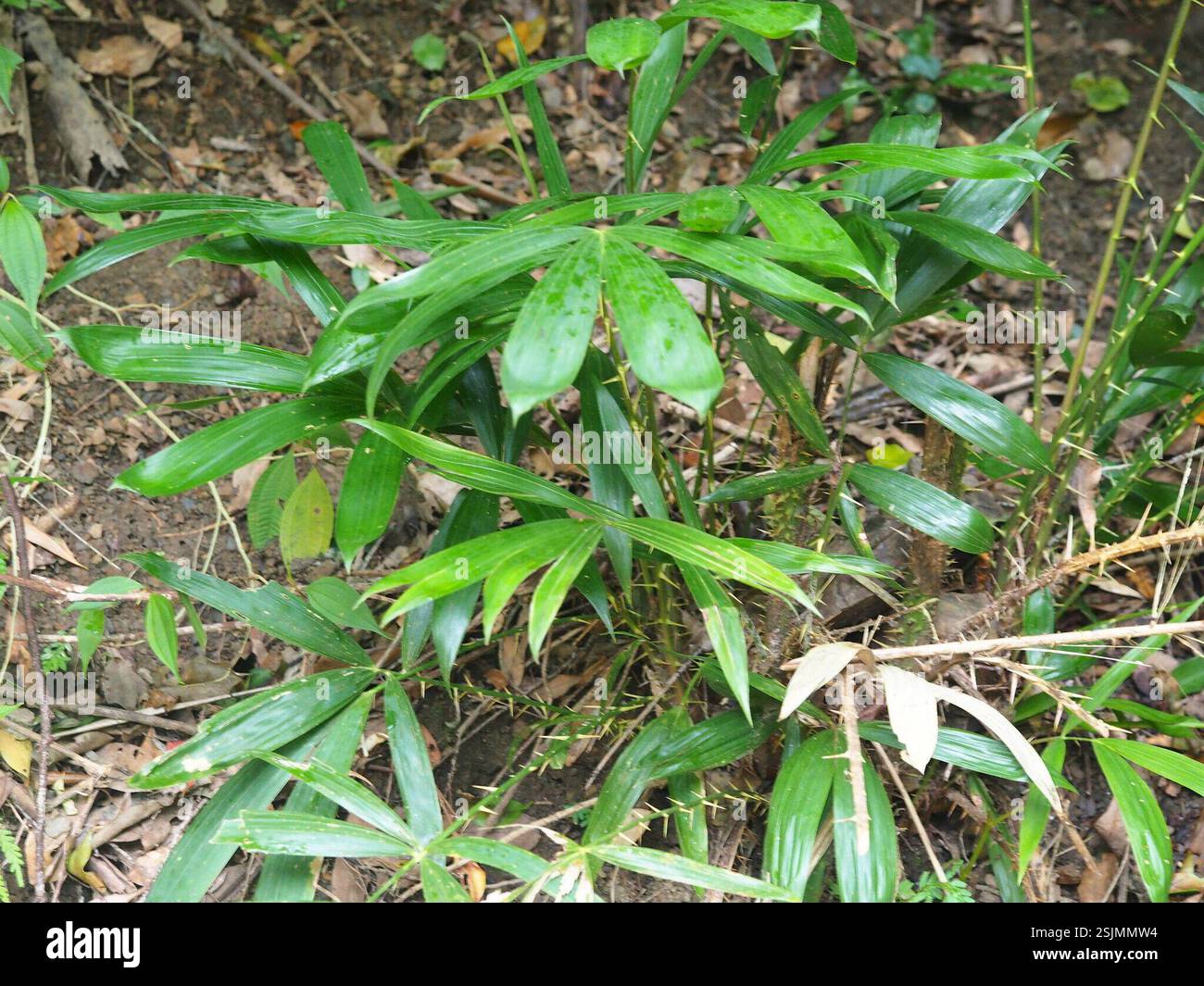Calamus rotang hi-res stock photography and images - Alamy