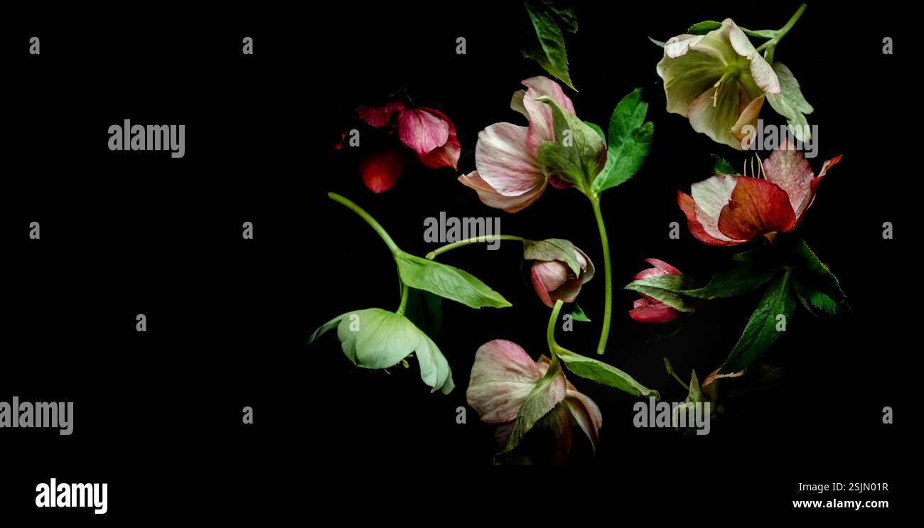 Low key roses hi-res stock photography and images - Alamy