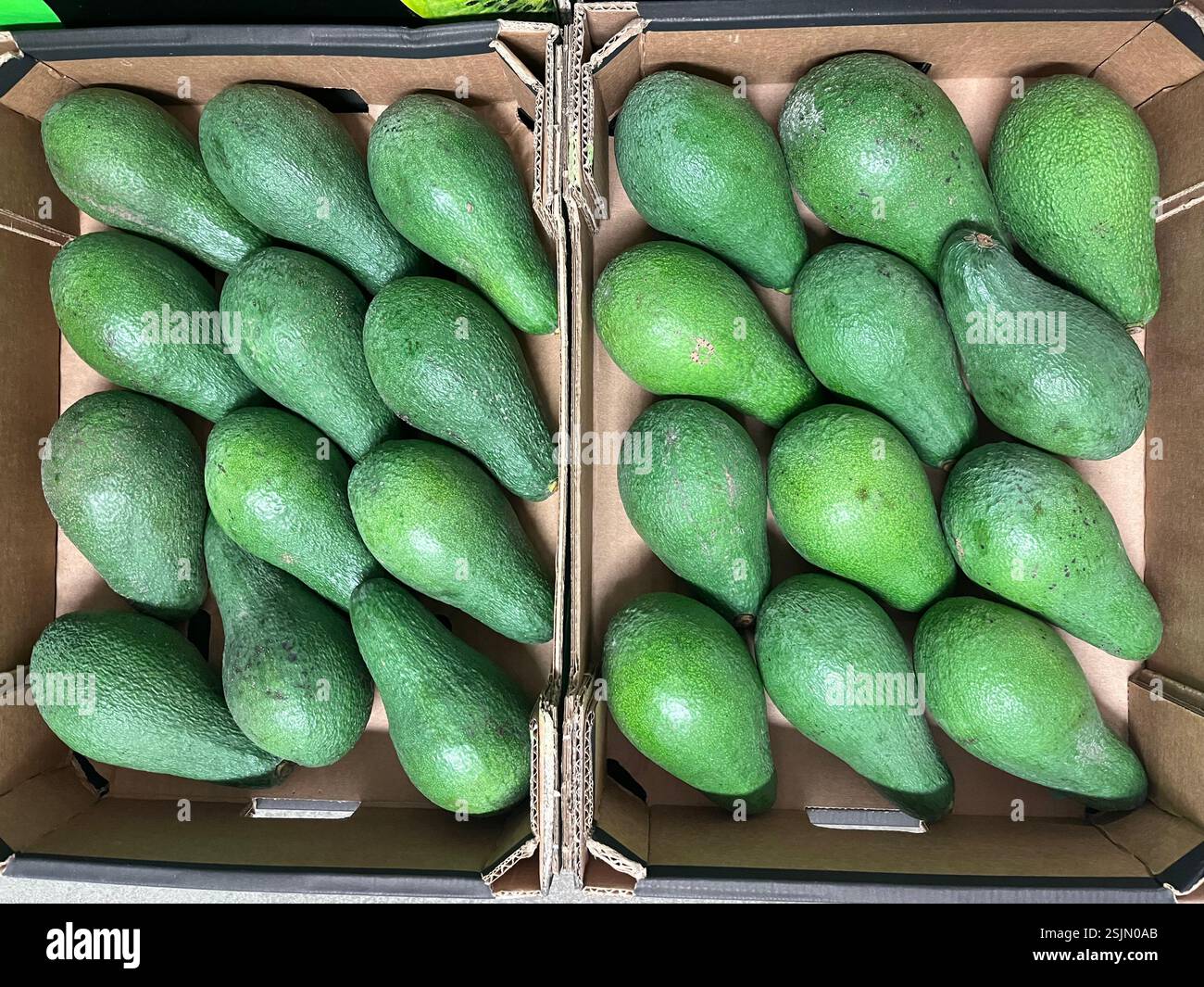 avocado, avocados, fruits, warehouse, storage, cardboard crates, produce, agriculture, food supply, logistics, fruits storage, distribution, - Smartphone Captured Stock Image