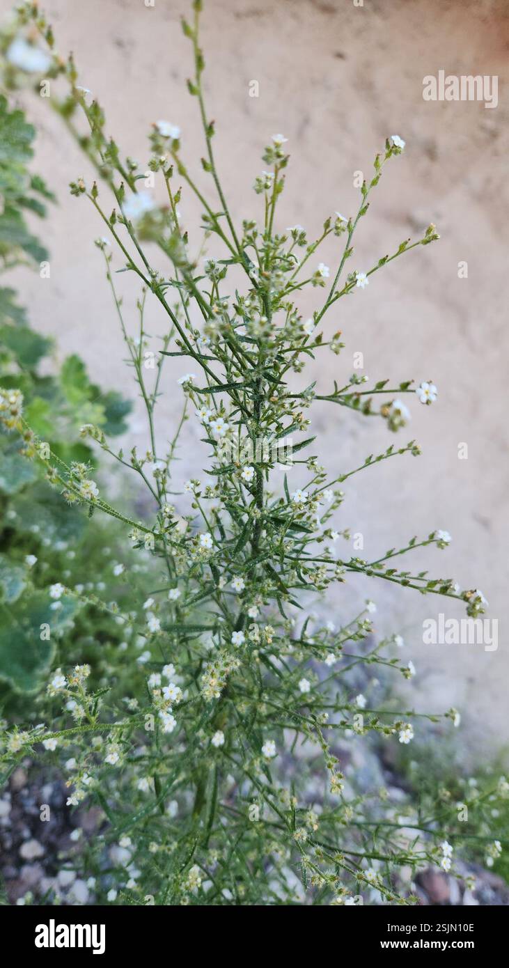 Guadalupe cryptantha (Cryptantha maritima), Plantae, Bahía de Loreto ...