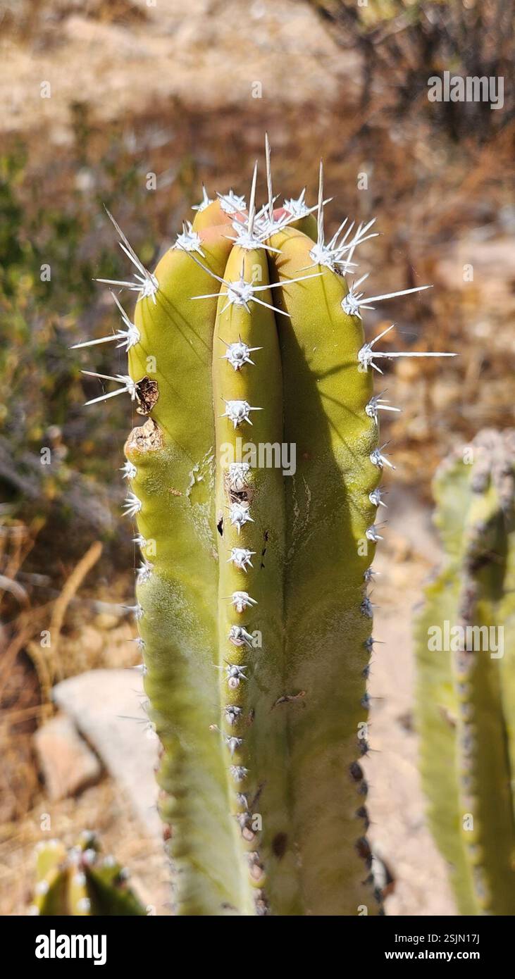 senita cactus (Lophocereus schottii), Plantae, Loreto, MX-BS, MX Stock ...