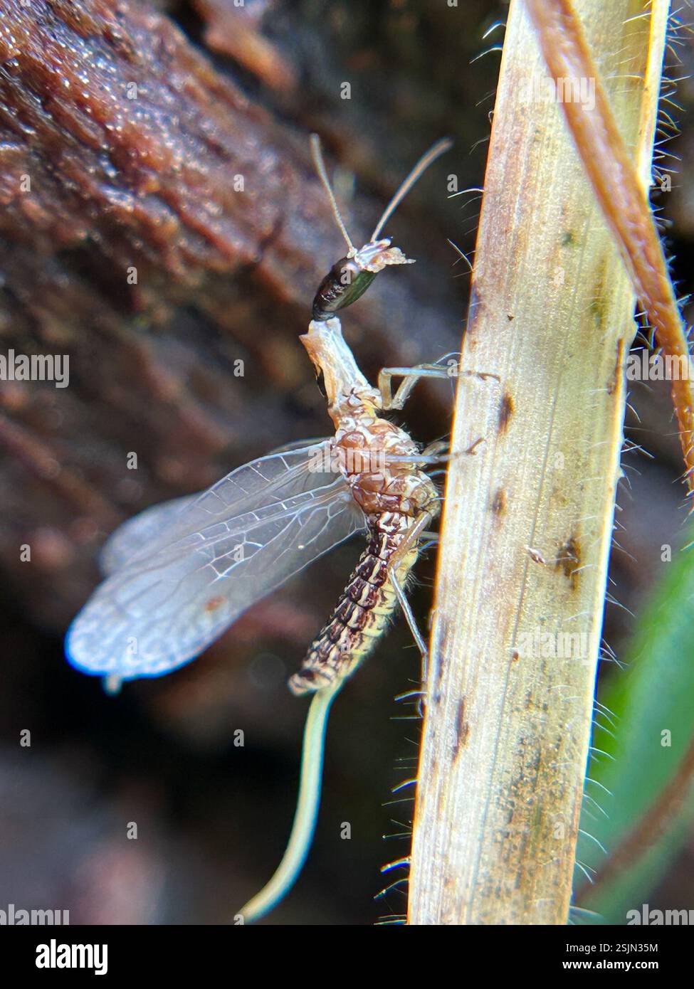 Common Snakeflies (Agulla), Insecta, Sandown Pl, Cambria, CA, US Stock ...