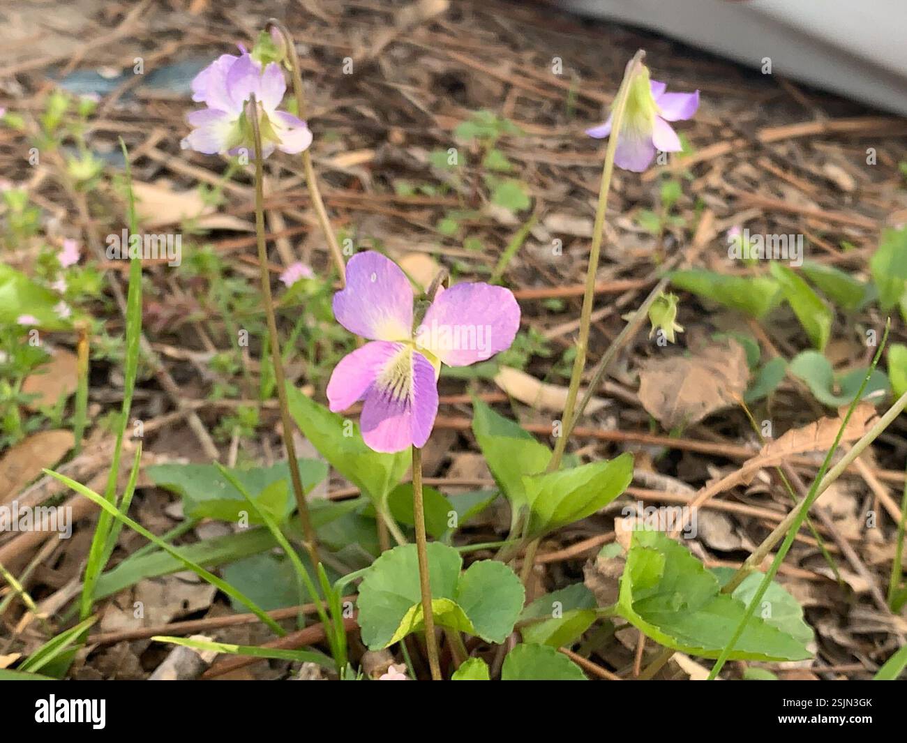 Ih 45 hi-res stock photography and images - Alamy Ih 45 hi-res stock photography and images - Alamy
