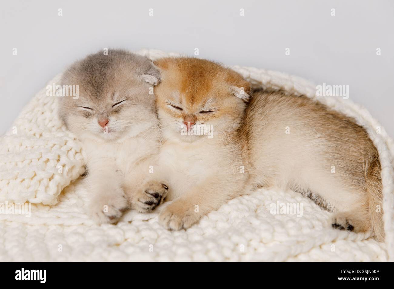 Two Kittens Lying on White Knitted Blanket  Stock Photo