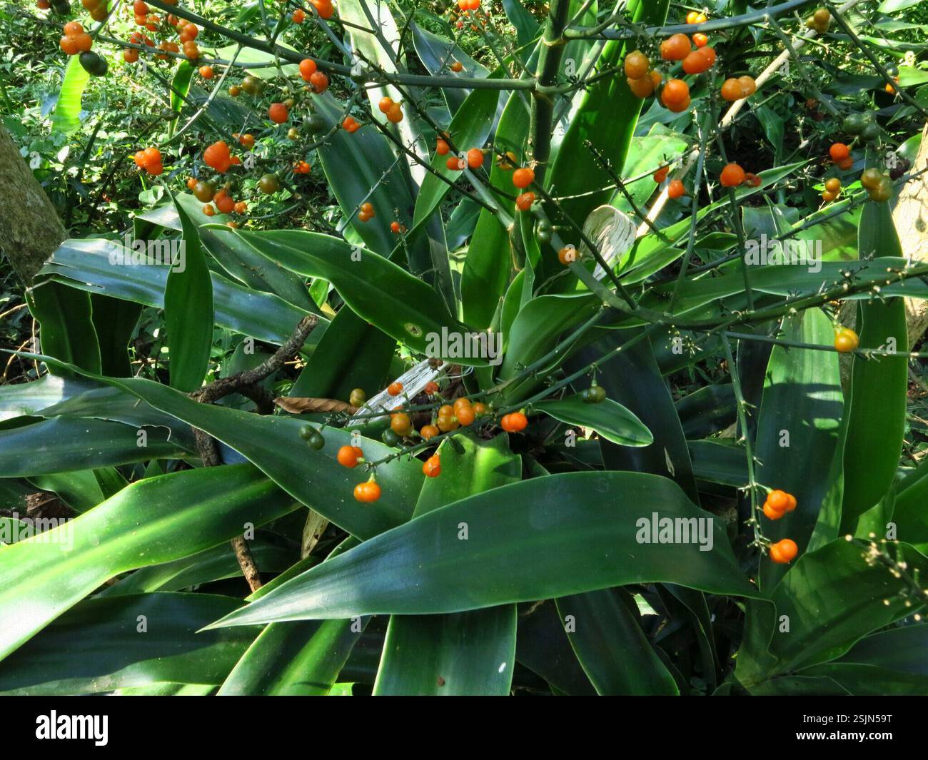 Large-leaved Dragon Tree (Dracaena aletriformis), Plantae, uMkhanyakude  District Municipality, South Africa, Largeleaf Dragontree (Dracaena  aletriformis) St Lucia Stock Photo - Alamy