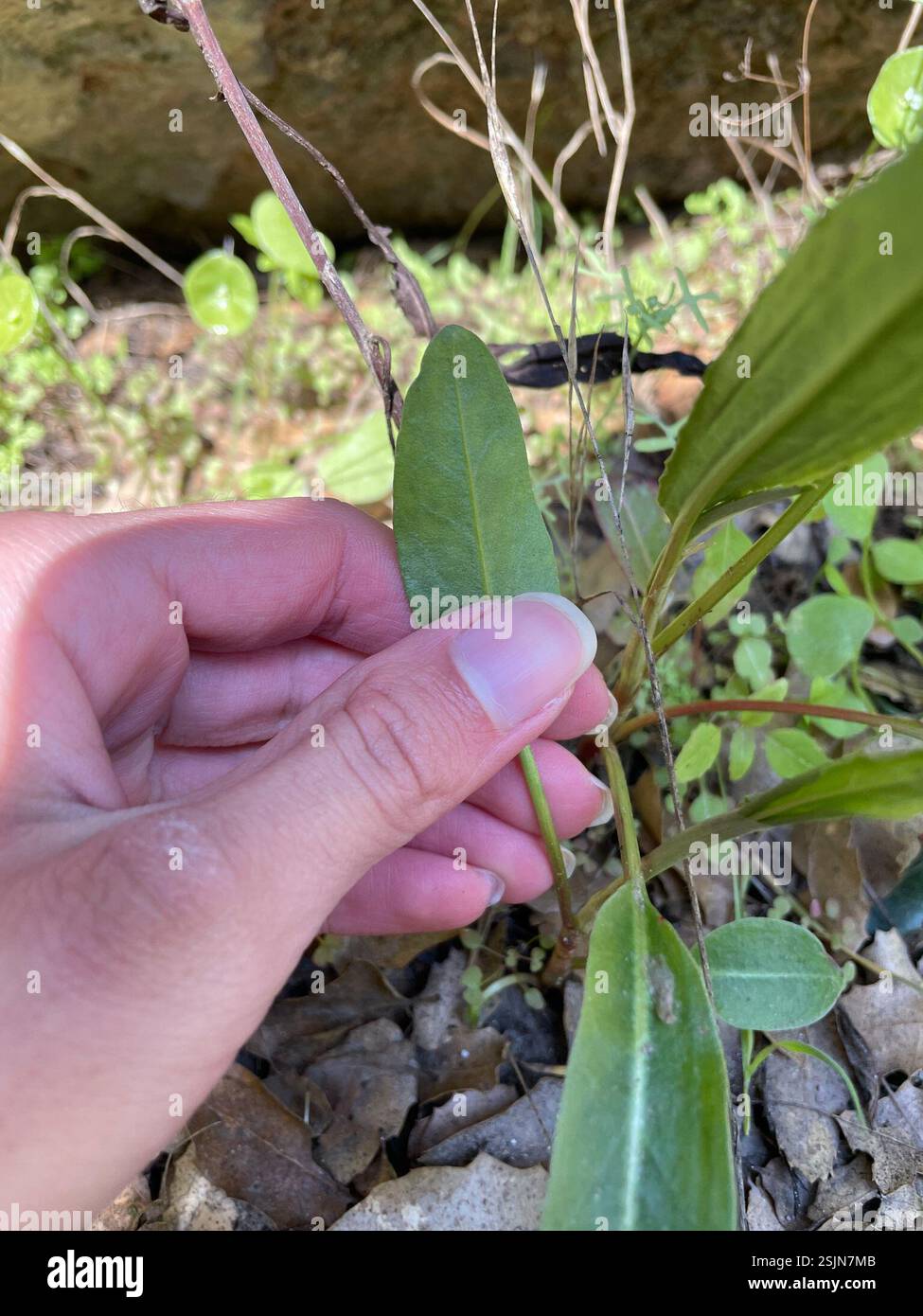 dicots (Magnoliopsida), Plantae, San Benito County, CA, USA Stock Photo ...