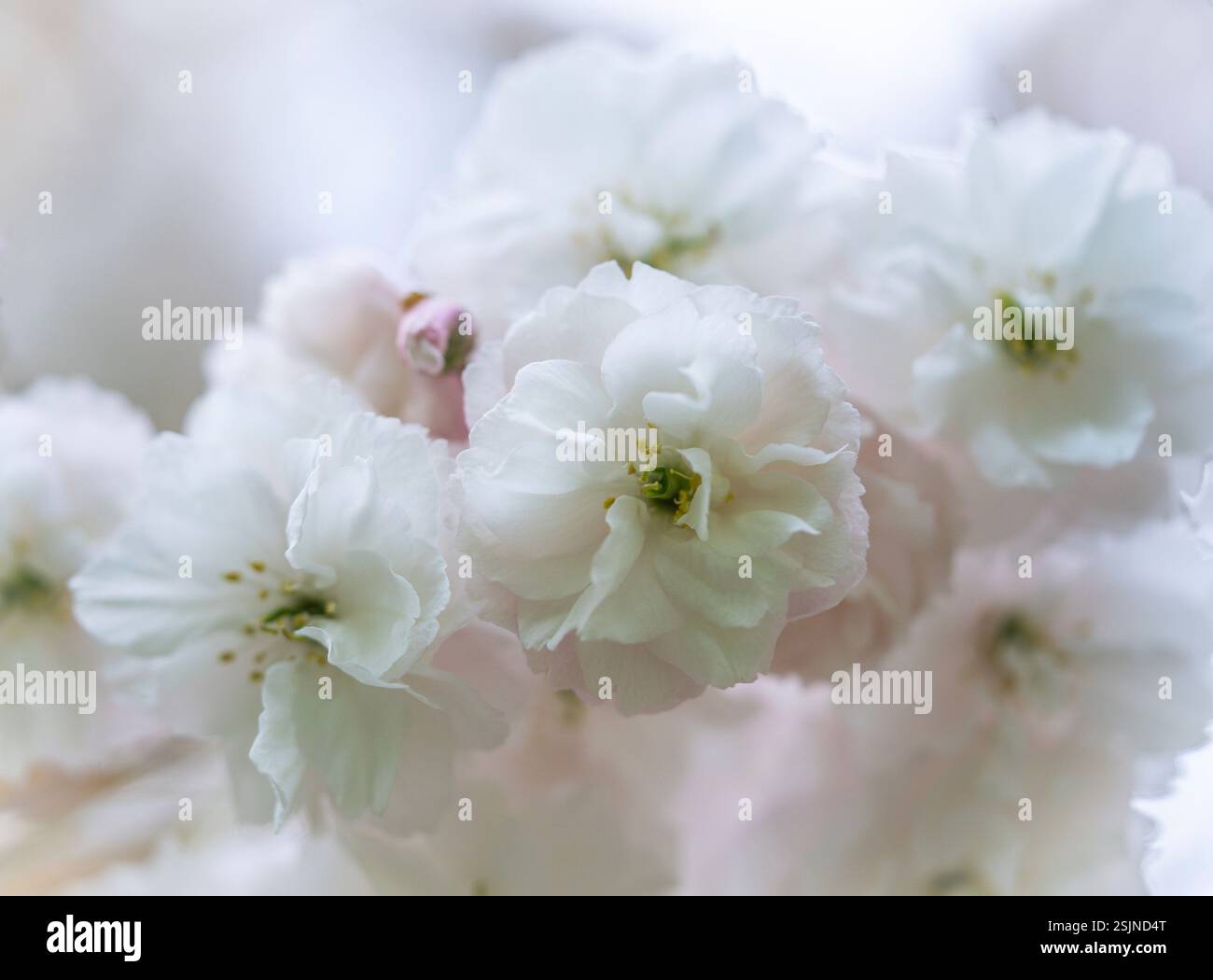 Japanese cherry blossom, macro shot Stock Photo