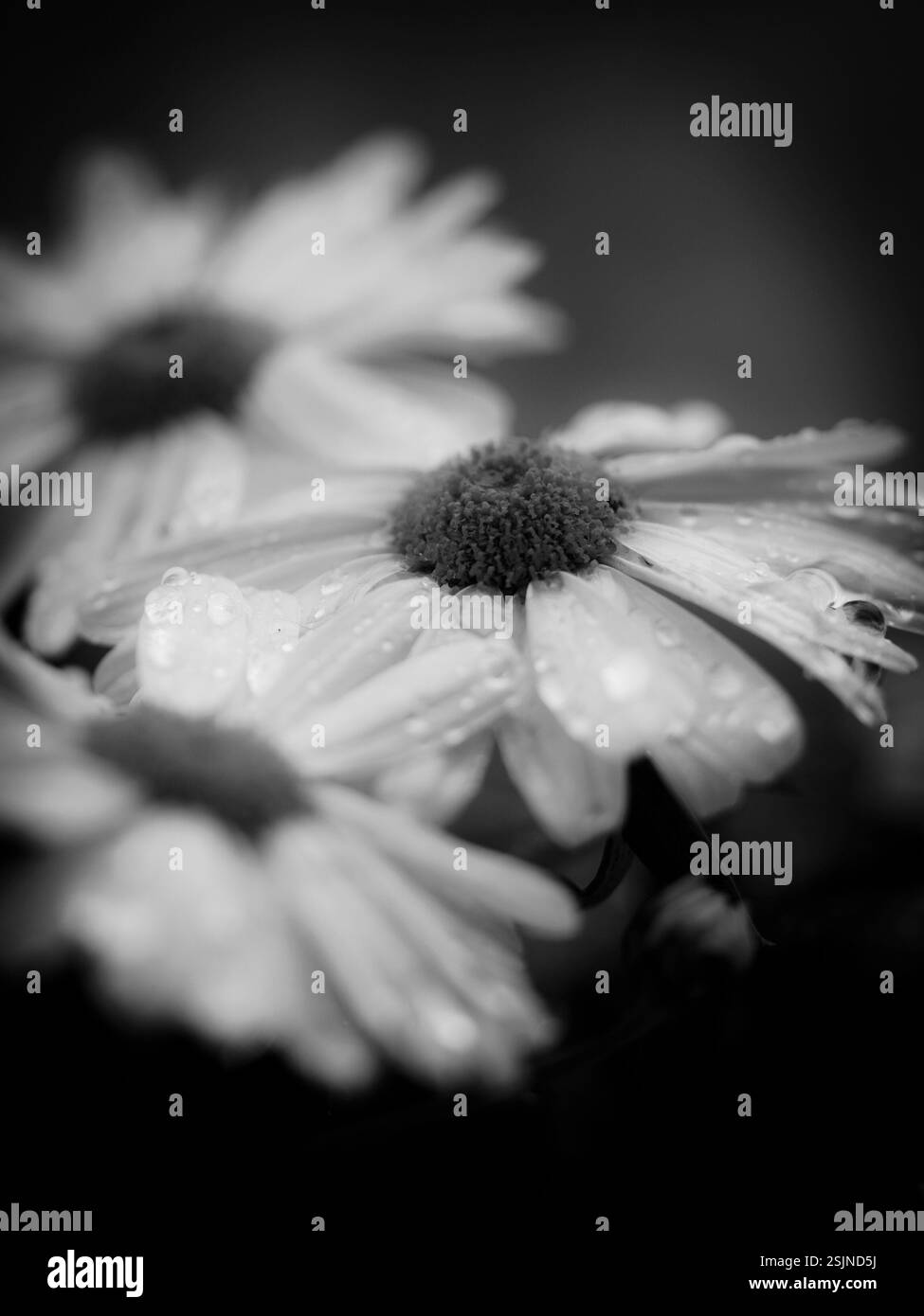 Asteraceae daisies white Black and White Stock Photos & Images - Alamy