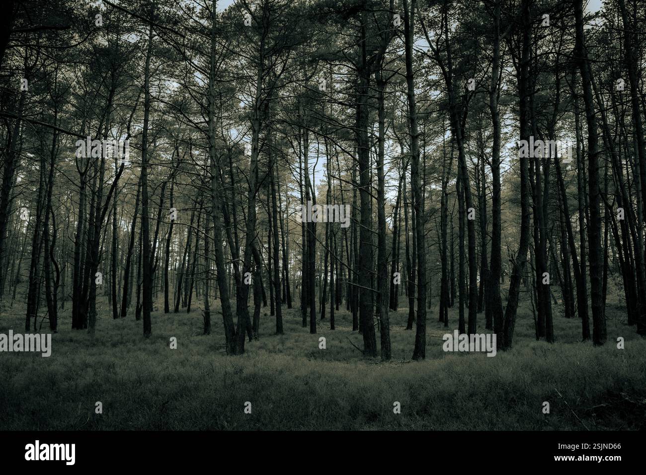 Forest landscape in Fischbeker Heide in the outskirts of Hamburg ...