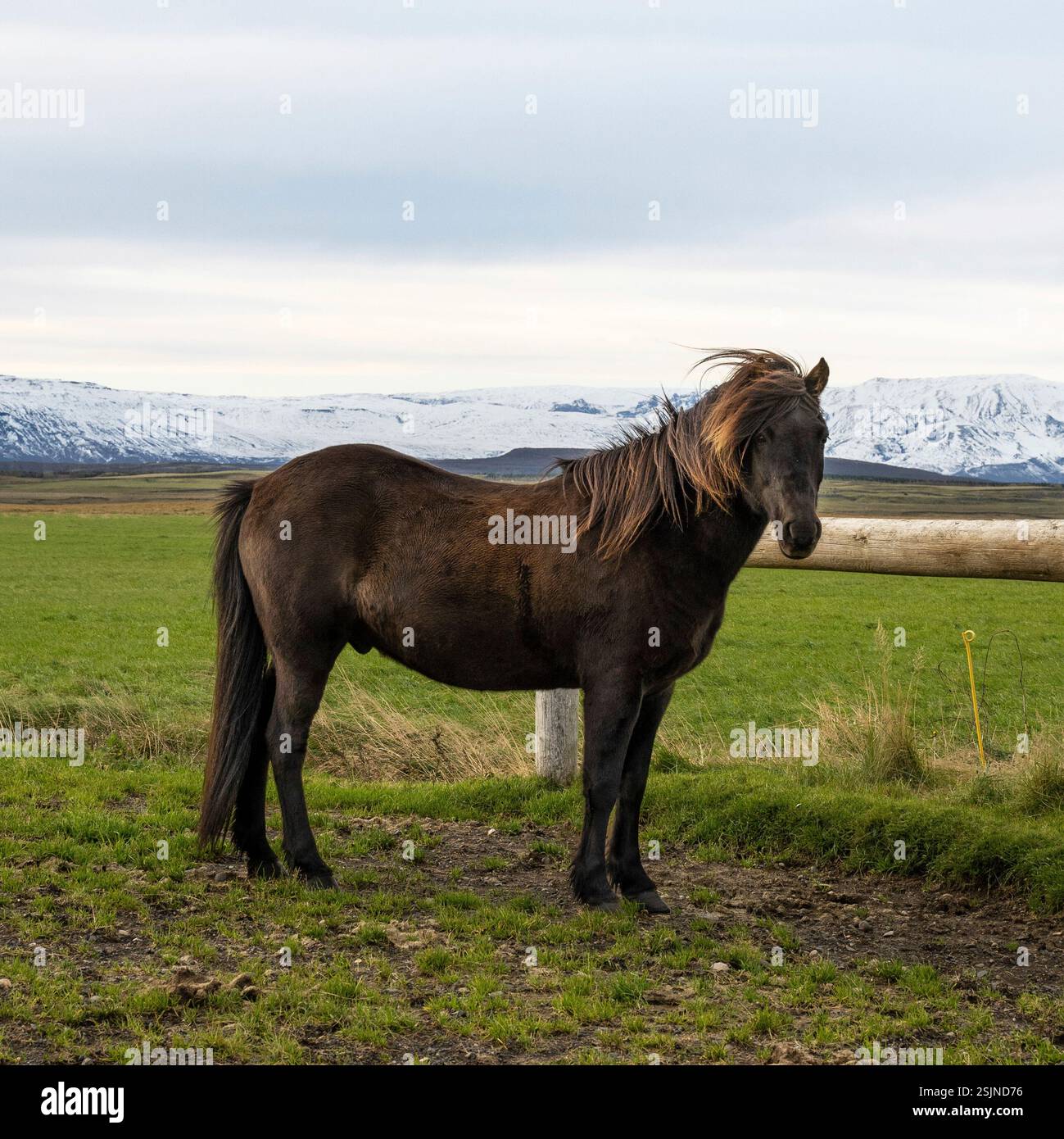 Icelandic horse standing in a pasture in Iceland Stock Photo - Alamy